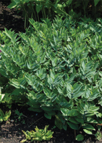 Polygonatum biflorum nanum 'Prince Charming'